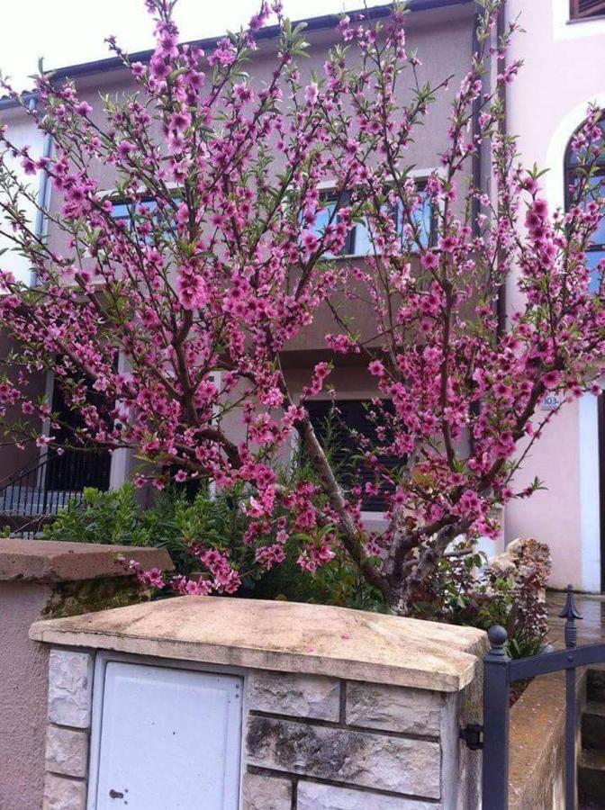 Apartman Ivankovic*** PUY 외부 사진